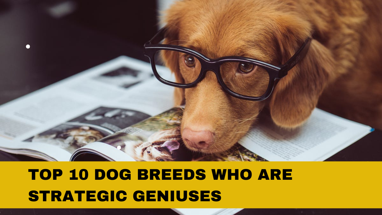 Top 10 Dog Breeds Who Are Strategic Geniuses